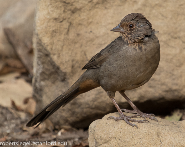 towhee